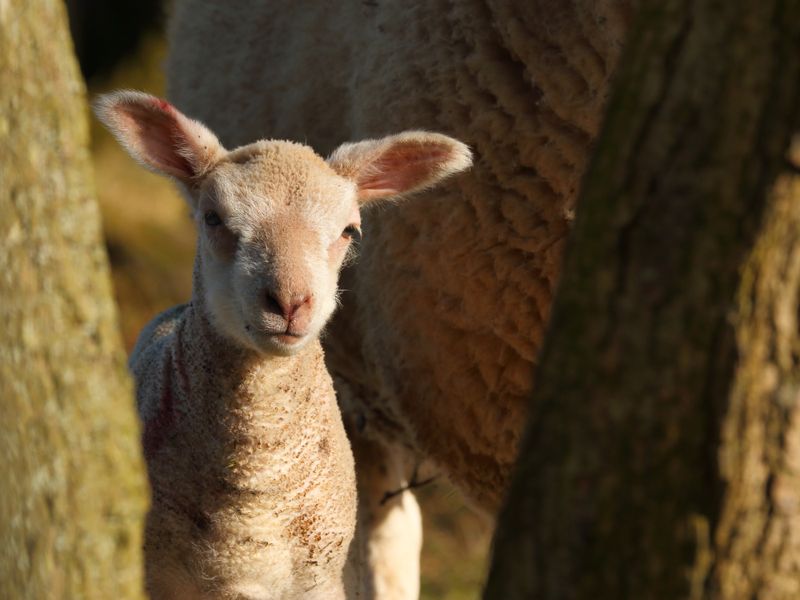 Charollay lamb in frame